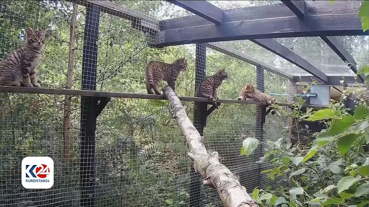 UK wildlife park welcomes litter of critically endangered wildcat kittens